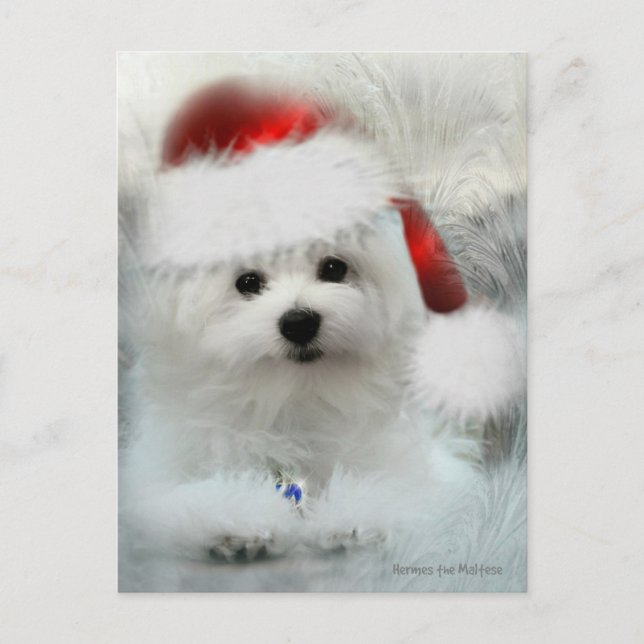 Hermes the Maltese Postcard (Front)