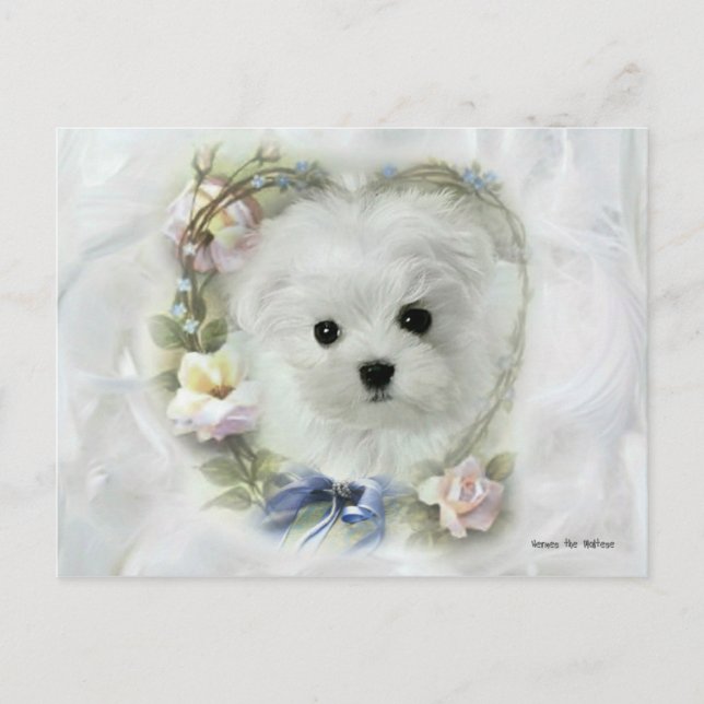 Hermes the Maltese Valentine Card (Front)
