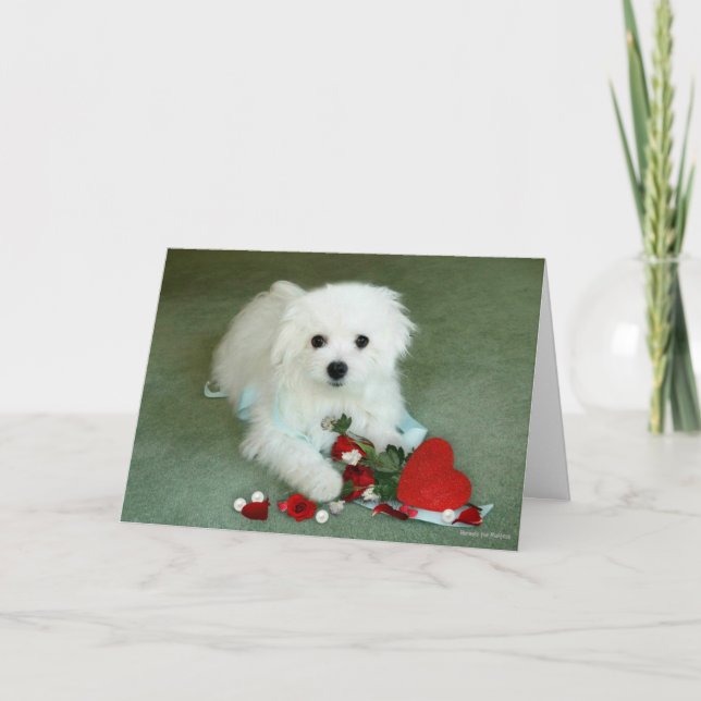 Hermes the Maltese Valentine Card (Front)
