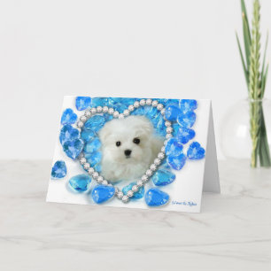 Hermes the Maltese Valentine Card