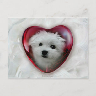 Hermes the Maltese Valentine Card