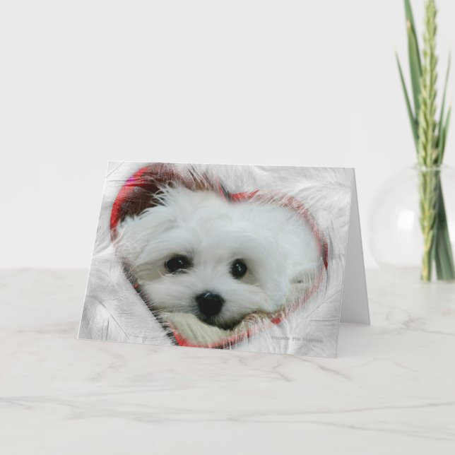 Hermes the Maltese Valentine Card (Front)