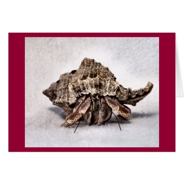 Hermit crab #1 (Front Horizontal)