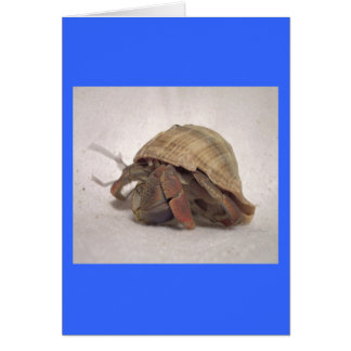 Hermit Crab #8