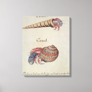 Hermit Crab Canvas Print