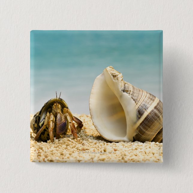 Hermit crab looking at larger shell 15 cm square badge (Front)