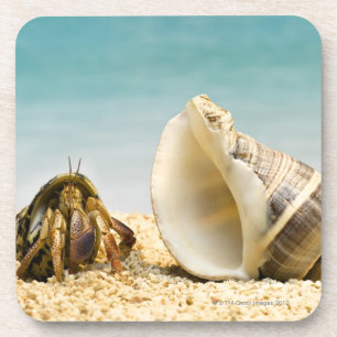 Hermit crab looking at larger shell coaster