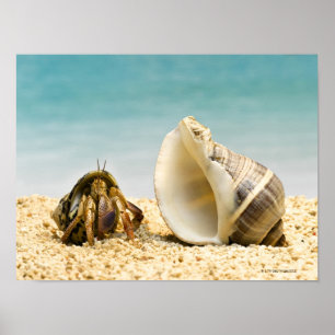 Hermit crab looking at larger shell poster