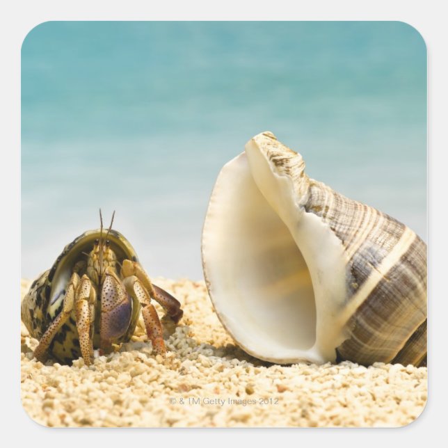 Hermit crab looking at larger shell square sticker (Front)