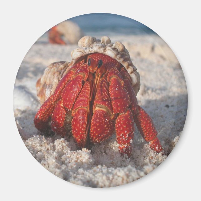 Hermit Crab Magnet (Front)