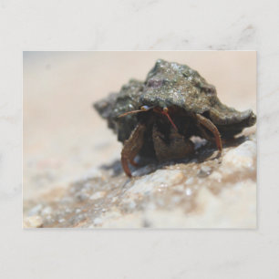 Hermit Crab Photo Printed Postcard