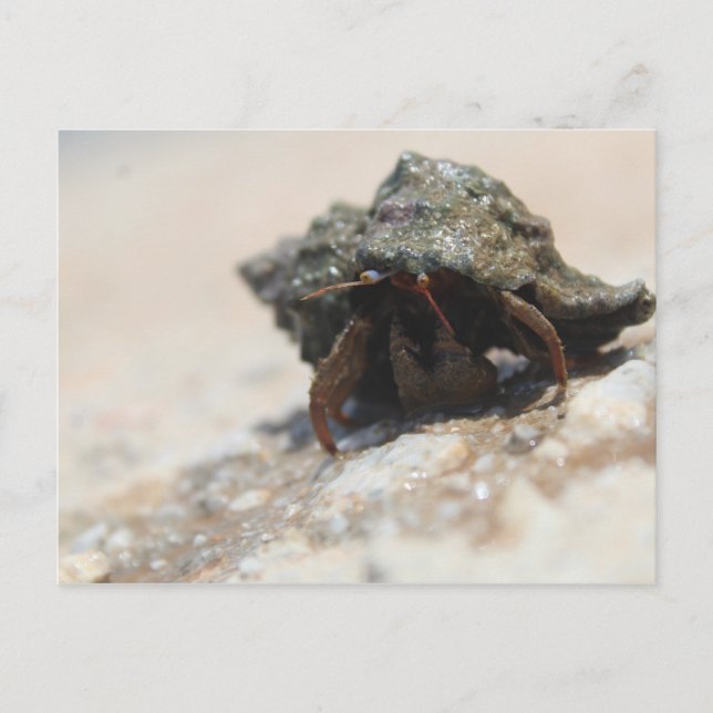 Hermit Crab Photo Printed Postcard (Front)