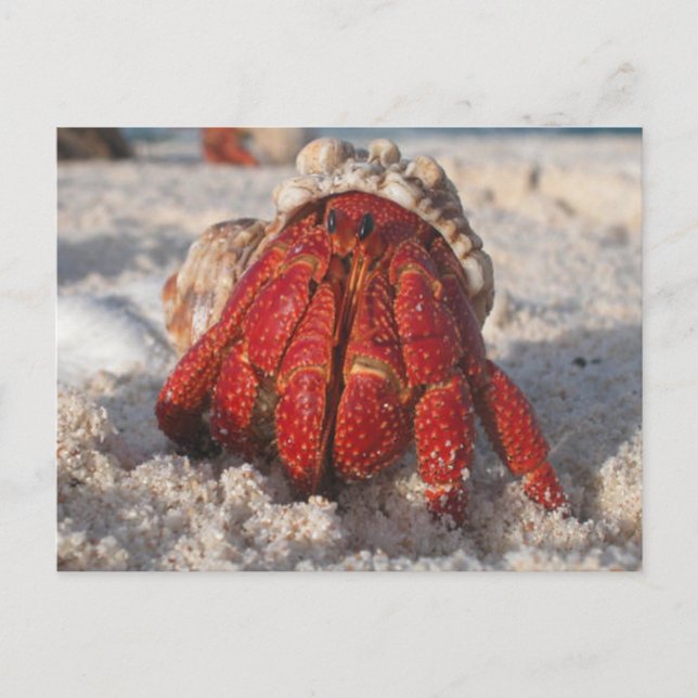 Hermit Crab Postcard (Front)