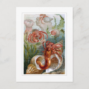 Hermit Crab Postcard