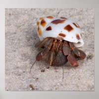Hermit Crab