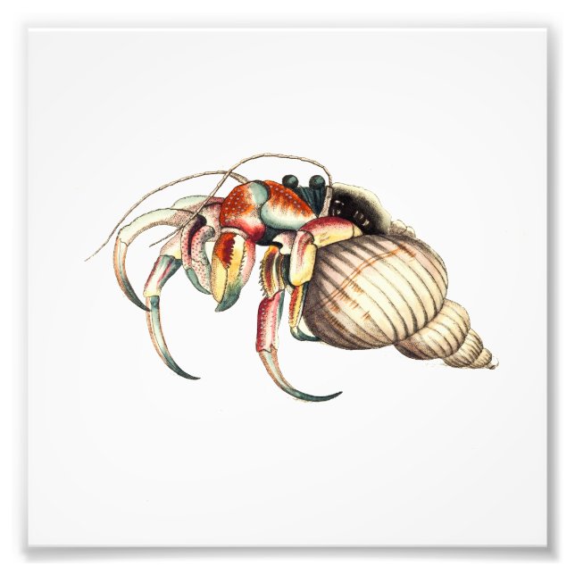 Hermit Crab Sea Ocean Beach Bathroom Print (Front)