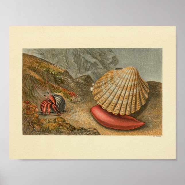 Hermit Crab Sea Shell Colour Art Print (Front)