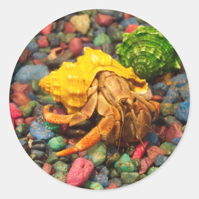 Hermit Crab Stickers 01 (Front)