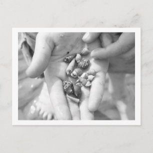 hermit crabs postcard