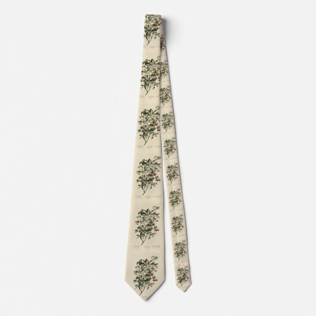 Hermit, Other Warblers, Audubon's Birds of America Tie (Front)