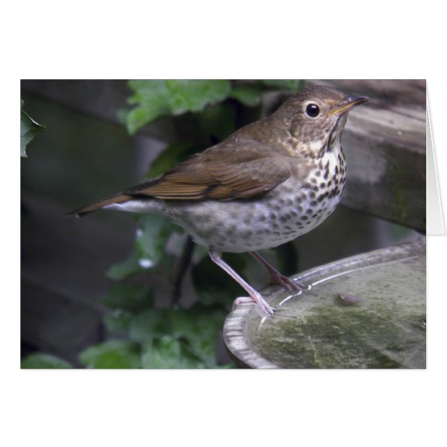 Hermit Thrush (Front Horizontal)
