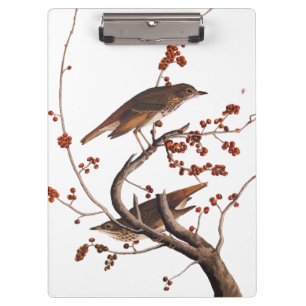 Hermit Thrush Audubon Bird with Red Berries Clipboard