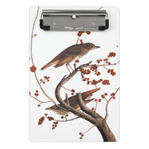 Hermit Thrush Audubon Bird with Red Berries Mini Clipboard