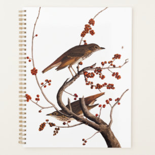 Hermit Thrush Audubon Bird with Red Berries Planner