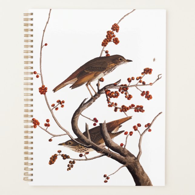 Hermit Thrush Audubon Bird with Red Berries Planner (Front)