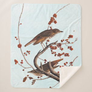 Hermit Thrush Audubon Bird with Red Berries Sherpa Blanket