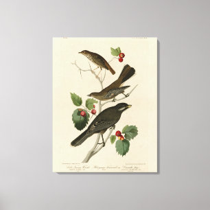 Hermit Thrush, Grey Jay Audubon's Birds of America Canvas Print