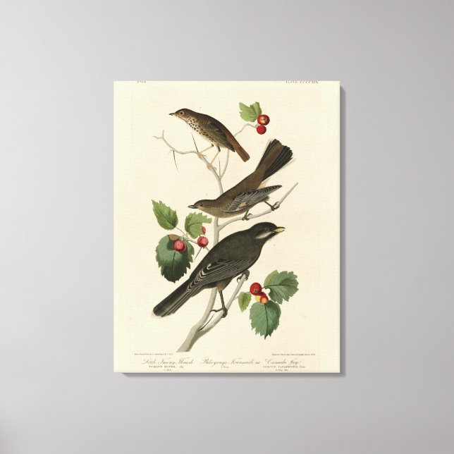 Hermit Thrush, Grey Jay Audubon's Birds of America Canvas Print (Front)