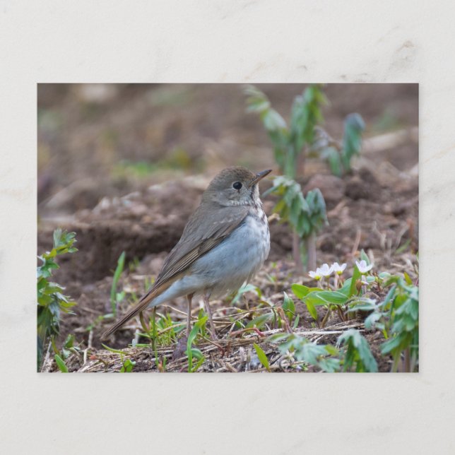 Hermit Thrush Postcard (Front)