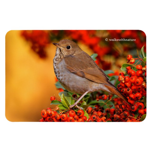 Hermit Thrush Songbird on Scarlet Firethorn Magnet (Horizontal)