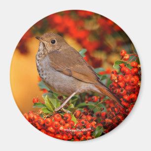 Hermit Thrush Songbird on Scarlet Firethorn Magnet