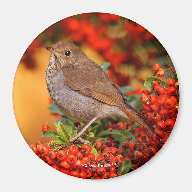Hermit Thrush Songbird on Scarlet Firethorn Magnet (Front)