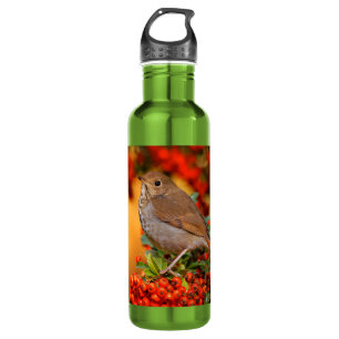 Hermit Thrush Songbird on the Scarlet Firethorn 710 Ml Water Bottle