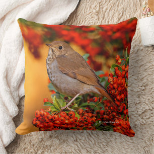 Hermit Thrush Songbird on the Scarlet Firethorn Cushion
