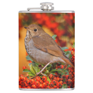 Hermit Thrush Songbird on the Scarlet Firethorn Hip Flask