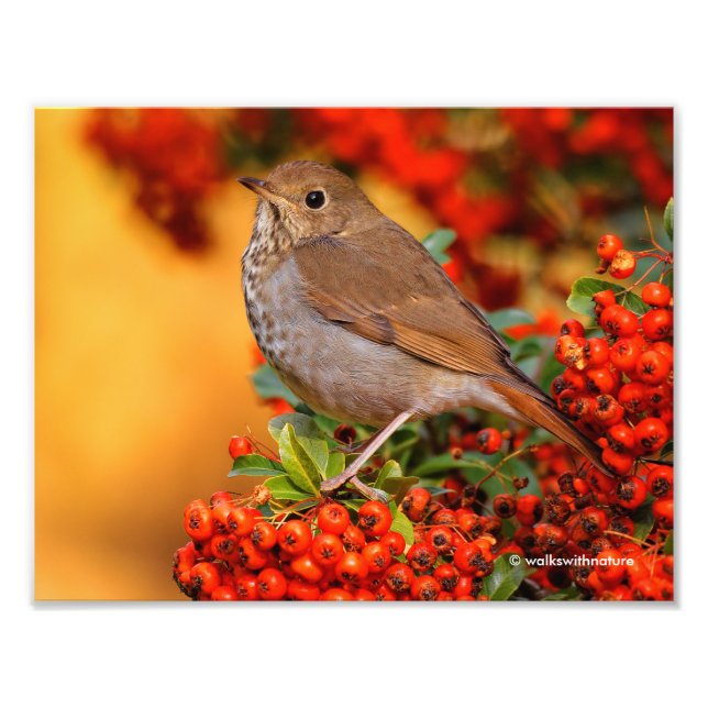 Hermit Thrush Songbird on the Scarlet Firethorn Photo Print (Front)