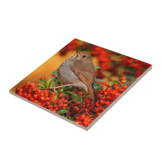 Hermit Thrush Songbird on the Scarlet Firethorn Tile (Side)