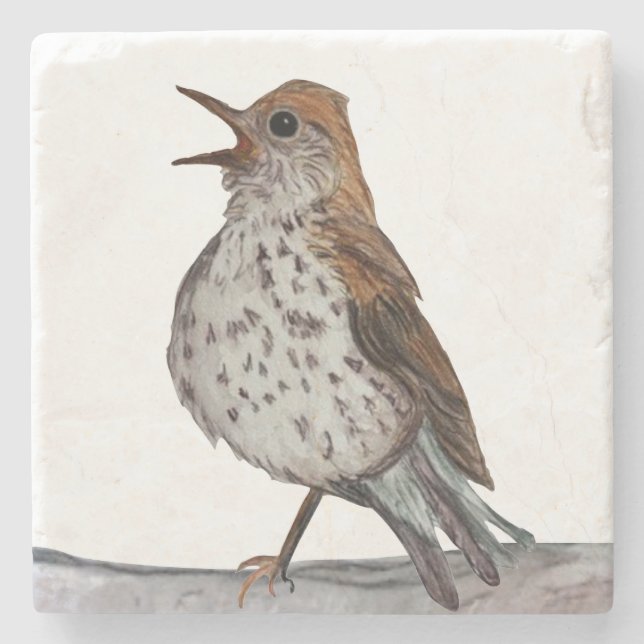 Hermit Thrush Stone Coaster (Front)