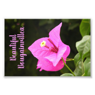 Hermosa Bugambilia Photo Print
