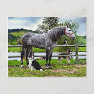 "Hero & The Boys" Postcard