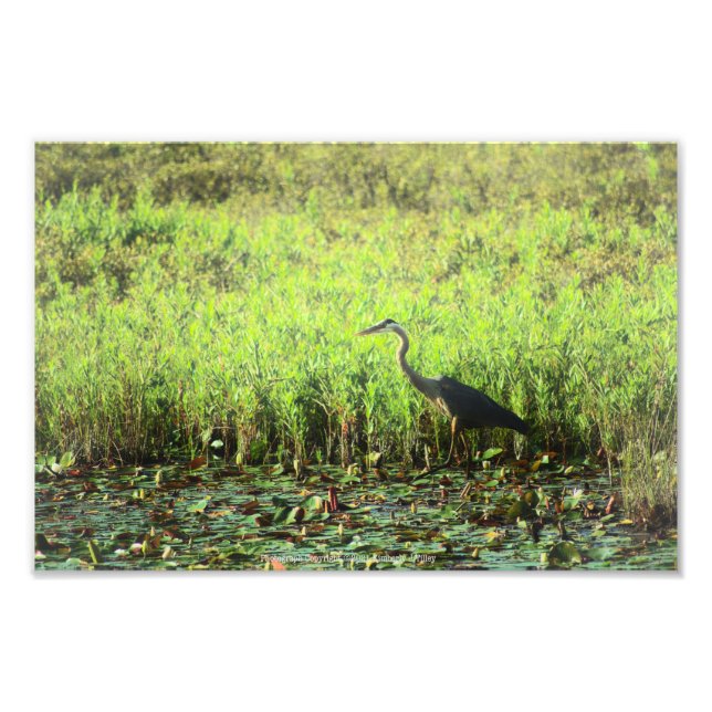 Heron 6449 photo print (Front)
