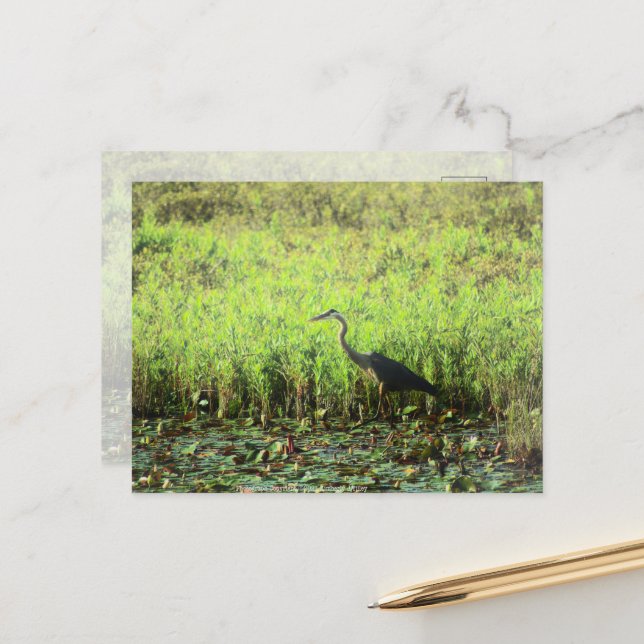 Heron 6449 postcard (Front/Back In Situ)
