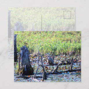Heron 6467 postcard