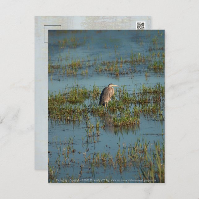 Heron 6937 postcard (Front/Back)