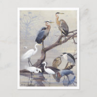 Heron and Egret Vintage Postcard