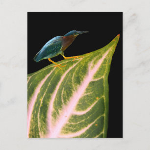 Heron and Leaf Print, Value Poster Paper (Matte) Holiday Postcard